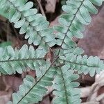 Adiantopsis radiata Лист