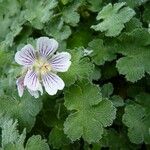 Geranium renardii Other