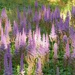 Spiraea tomentosa عادت