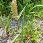 Cenchrus echinatus Leaf