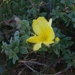 Oenothera drummondii Liść