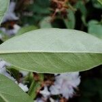 Rhododendron augustinii Hoja