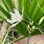 Pancratium canariense Квітка