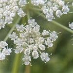 Libanotis pyrenaica 花