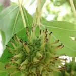 Liquidambar styraciflua ফল