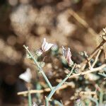 Acanthorrhinum ramosissimum Flor