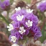 Limonium sinuatum Flower