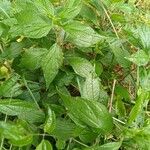 Parietaria officinalis Leaf