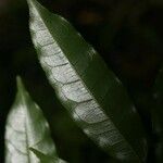 Eschweilera chartaceifolia Blad