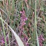 Pedicularis palustris Cvet
