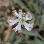 Silene portensis Квітка
