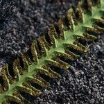 Thelypteris interrupta Frukto