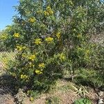 Senna multiglandulosa عادت داشتن