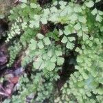 Adiantum capillus-veneris Yaprak