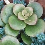 Sedum makinoi Folha