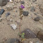 Phacelia calthifolia Habitatea