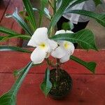 Plumeria pudicaFiore