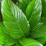 Spathiphyllum cannifolium Leaf