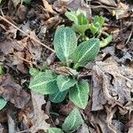 Goodyera pubescens Blatt