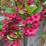 Weigela hortensis 花