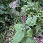 Stachys sylvatica Fleur