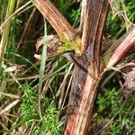 Eryngium campestre Rinde