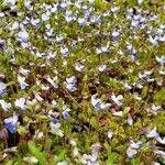 Collinsia parviflora Blomma