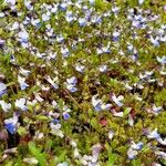 Collinsia parviflora Blomst