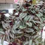 Tradescantia zebrinaYaprak