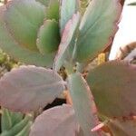 Kalanchoe fedtschenkoi Foglia