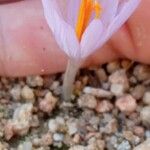 Crocus serotinus Λουλούδι