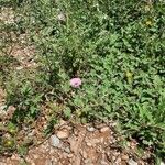 Convolvulus althaeoides موطن