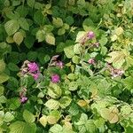 Silene pendula Habitatea