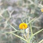 Adesmia spinosissima Květ