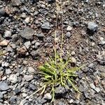 Poa alpina Leaf