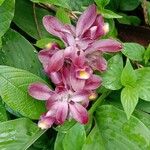 Curcuma aromatica 花