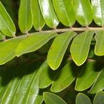 Cassia grandis Leaf