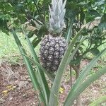 Ananas comosus Fruit