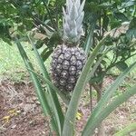 Ananas comosusПлід