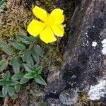 Helianthemum nummularium Flower