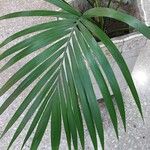 Howea forsteriana Blad