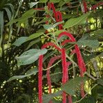 Acalypha hispida फूल