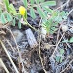 Hippocrepis biflora Ekosanga