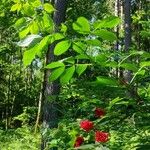 Sambucus racemosa عادت