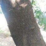 Caesalpinia echinata Corteza