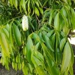 Inga marginata Leaf
