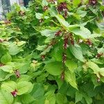 Leycesteria formosa Mosusu