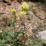 Astragalus alopecurus その他の提案