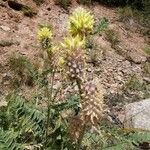 Astragalus alopecurus Other