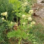 Levisticum officinale Habit